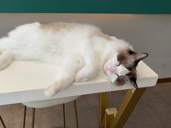 -飞行喵MR PILOT|猫舍·猫咖(静安大融城店)