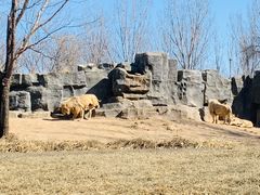 -北京野生动物园