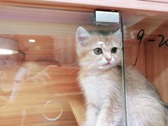 -猫十亿·布偶金渐层·曼基康矮脚猫舍(青年路店)