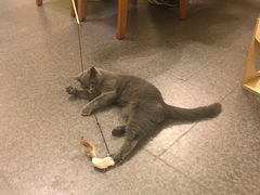 -猫色咖啡·猫咖