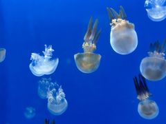 -芜湖新华联大白鲸海洋公园