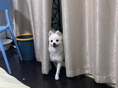 -爱侣宠医·鹦鹉专科·小型哺乳类·异宠专科(灵石路店)