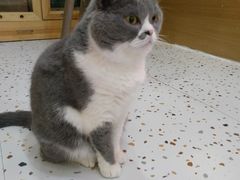 -滚猫咖啡·猫咖·猫友好撸猫(未来城店)