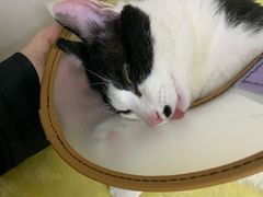 -关爱宠物医院·猫科中心·消化科(滨湖万达分院)