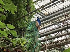 -呀路古热带植物园