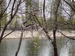 -桃花堤公园