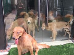 -汪说喵讲宠物乐园宠物酒店(红星美凯龙店)
