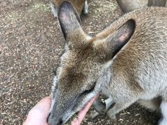 -费瑟代尔野生动物园