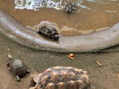 -西霞口神雕山野生动物世界