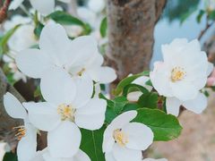 -海棠花溪(元大都城垣遗址公园)