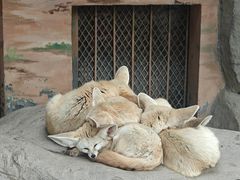 -上海野生动物园