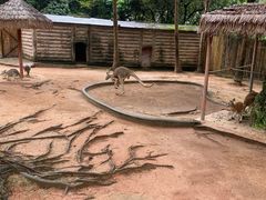 -深圳野生动物园