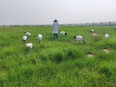 -盐城丹顶鹤湿地生态旅游区