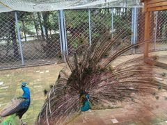 -长白岛森林公园