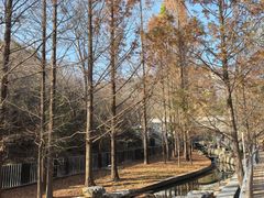 -白水寺森林公园