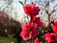 -桃花涧