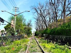 -上海共青森林公园