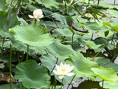 -同里国家湿地公园