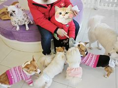 -怪兽屋·羊驼·猫咖·狗咖(俊华广场店)