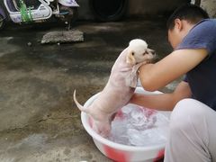 -辛巴宠物医疗中心·骨科·内分泌专科·心肾专科(亭林公园店)