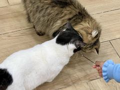 -安格丽娜·狗咖·猫咖羊驼咖(春熙路百盛商场店)