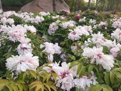 -莲花池公园