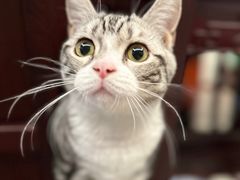 -贝康宠物医院·犬猫全科·小动物特色诊疗中心(东环路店)