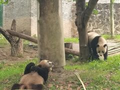 -都江堰中华大熊猫苑