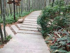 -雁南飞茶田景区