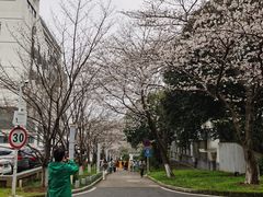-武汉大学-樱园