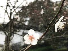 -杭州植物园