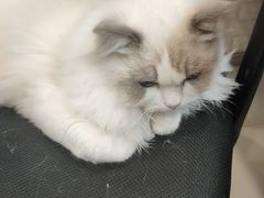 -猫遇摄影工作室