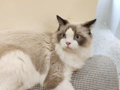 -滚猫咖啡·猫咖·猫友好撸猫(未来城店)