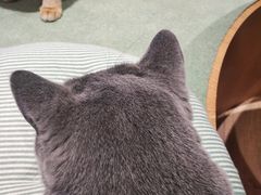 -CAT’S MEWSTAR CAFE·喵星球猫屋(晴湾咖啡店)