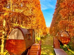 -黄海国家森林公园