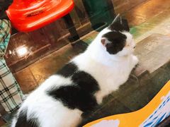 -猫咪博物馆(顶澳仔猫街店)