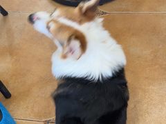 -Let's go狗咖·猫咖·奶狗·桌游(春熙路IFS店)
