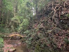 -莫里热带雨林景区