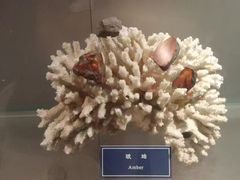 -中国地质大学逸夫博物馆