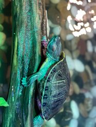 点击看大图 -酷嗒动物文化乐园(cutezoo西溪乐天城店)