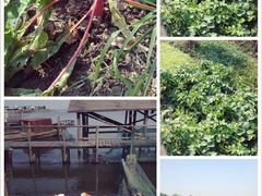 -丫丫蟹庄·苏式园林农家乐·阳澄湖大闸蟹(阳澄湖莲花岛店)