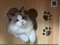 -猫宠乐园·专业洗护