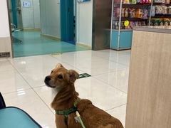 -北京观赏动物医院·24小时大型综合·猫专科·异宠专科