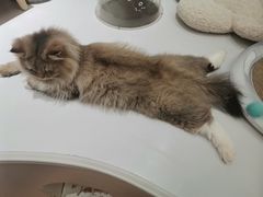-COLOR PETS 撸猫馆·购猫·猫咖(长风大悦城店)
