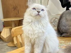 -楼上猫咖(罗湖店)