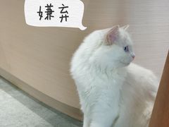 -瞄一喵猫咖(格力海岸店)