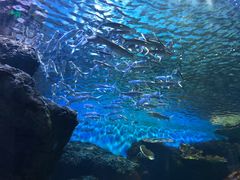 -华夏文旅海洋公园