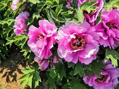 -北京热带雨林风情园酒店-停车场