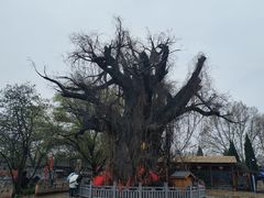 -大槐树寻根祭祖园