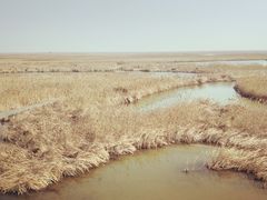 -盐城丹顶鹤湿地生态旅游区